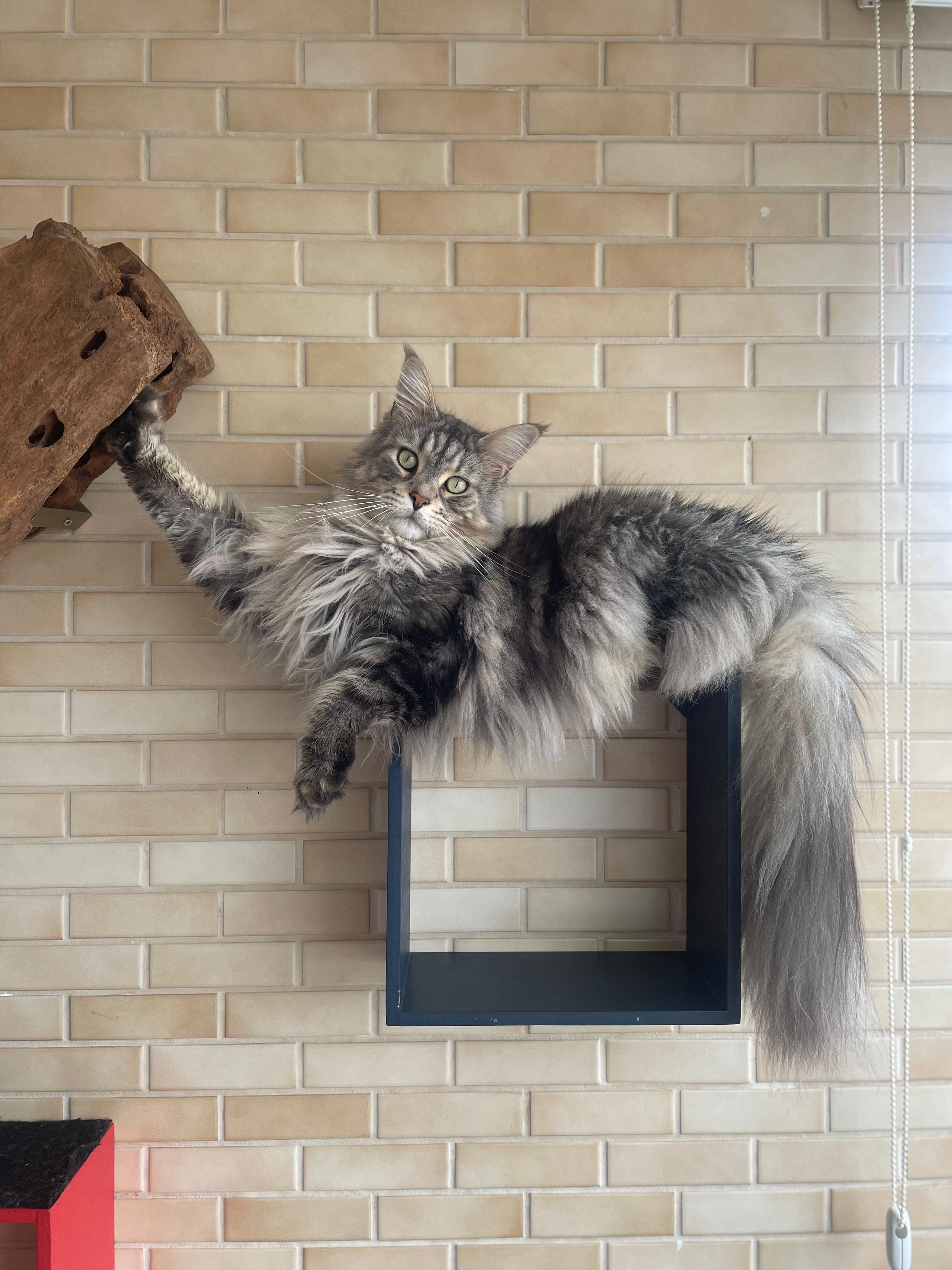 Gatificação em casa